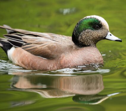American-wigeon.jpg