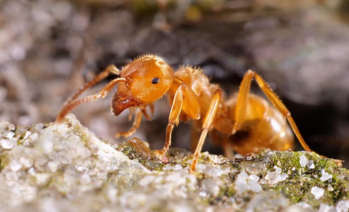Ant mounds play a critical role in sustaining biodiversity