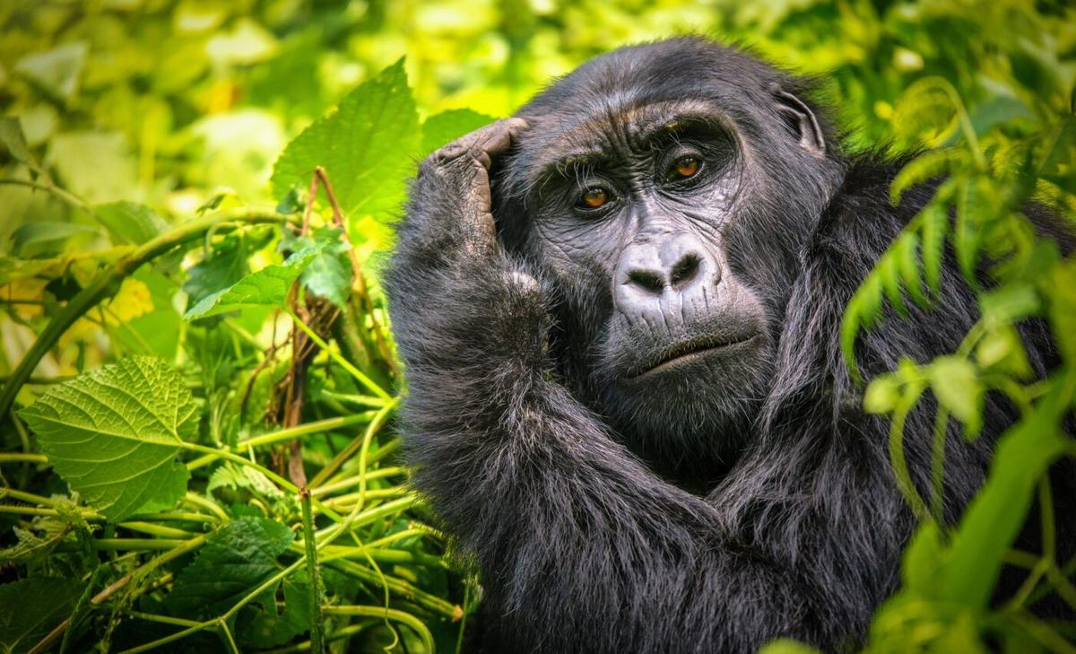 DNA analysis can predict which animals are at risk of extinction