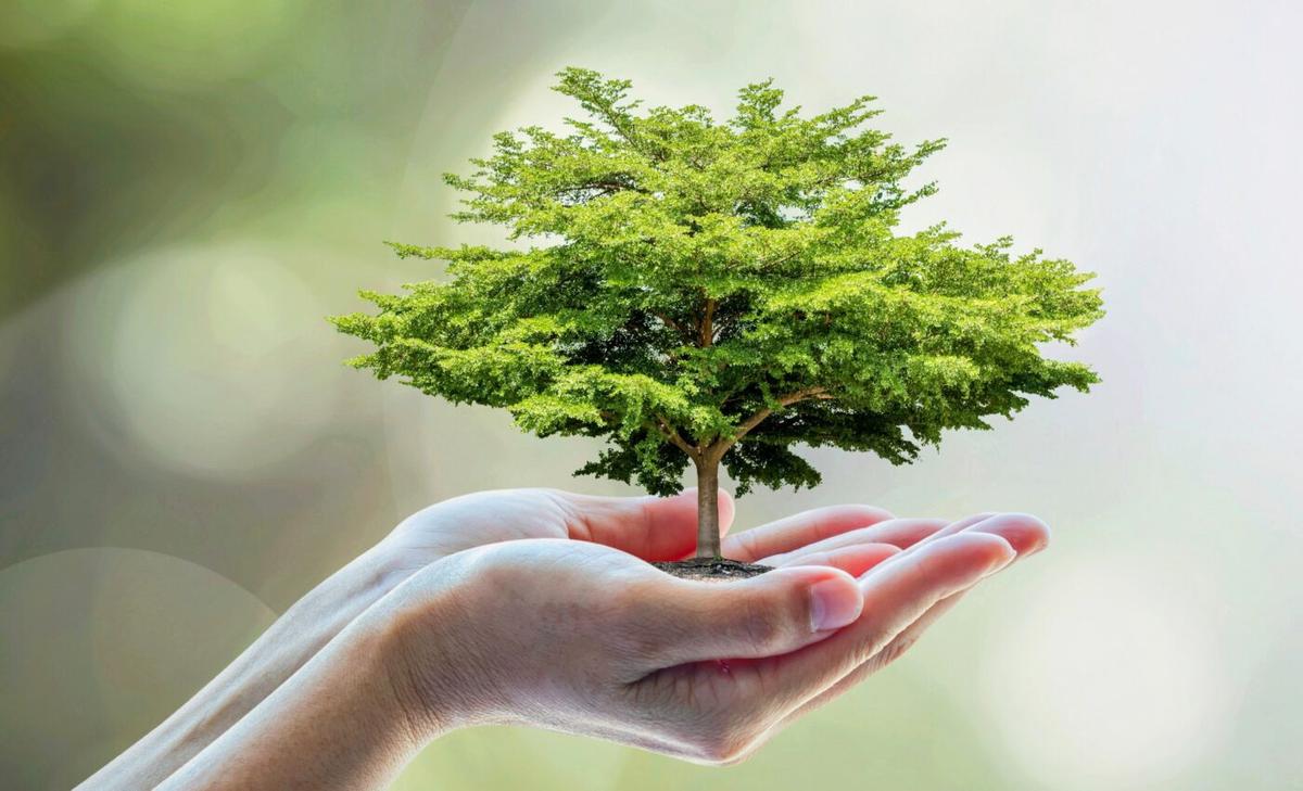 Arbor Day: A celebration of trees and their unrivaled importance to the Earth