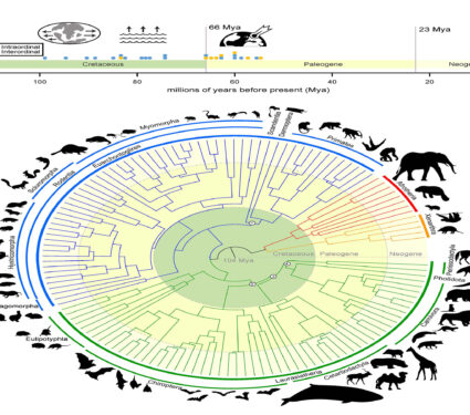 2023/04/mammalian-tree-of-life_TAM_1medium.jpg