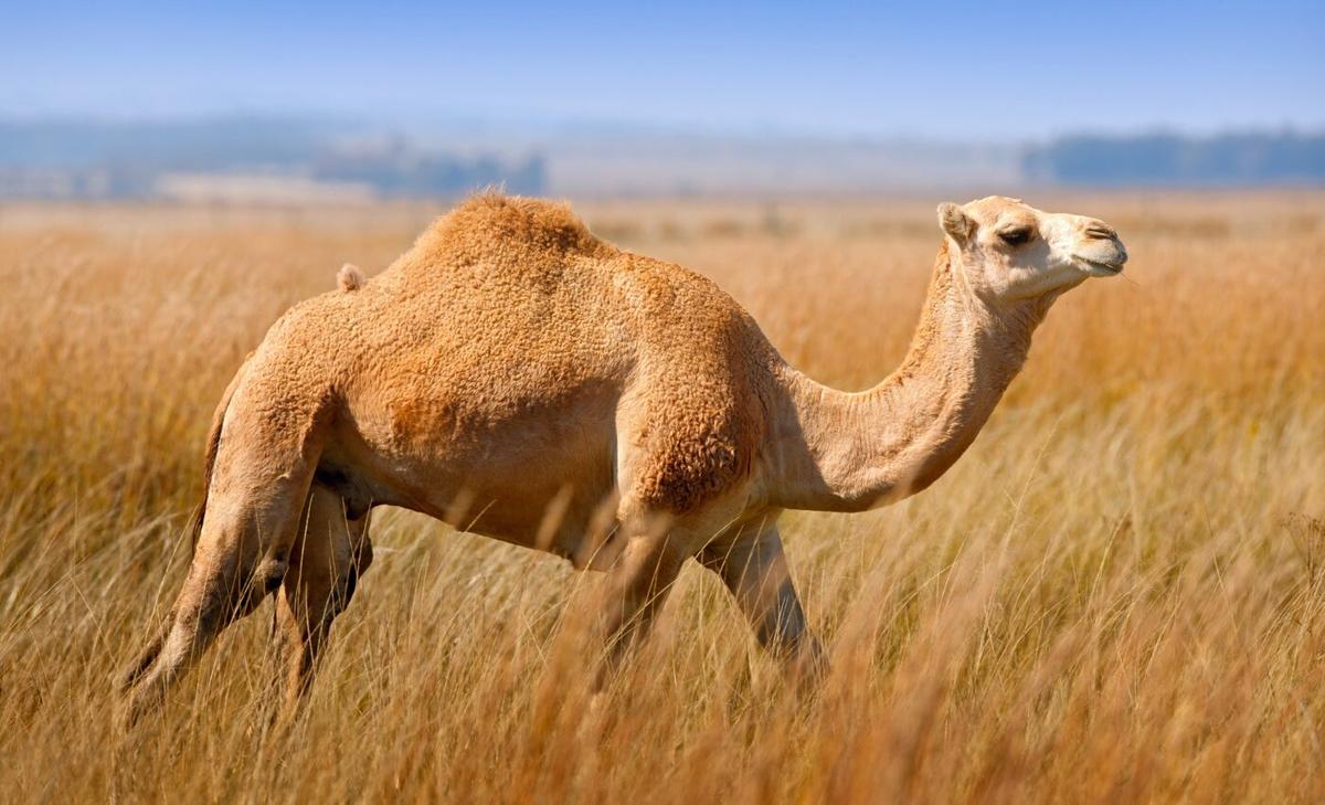 Animals that are the least social may be the most innovative 