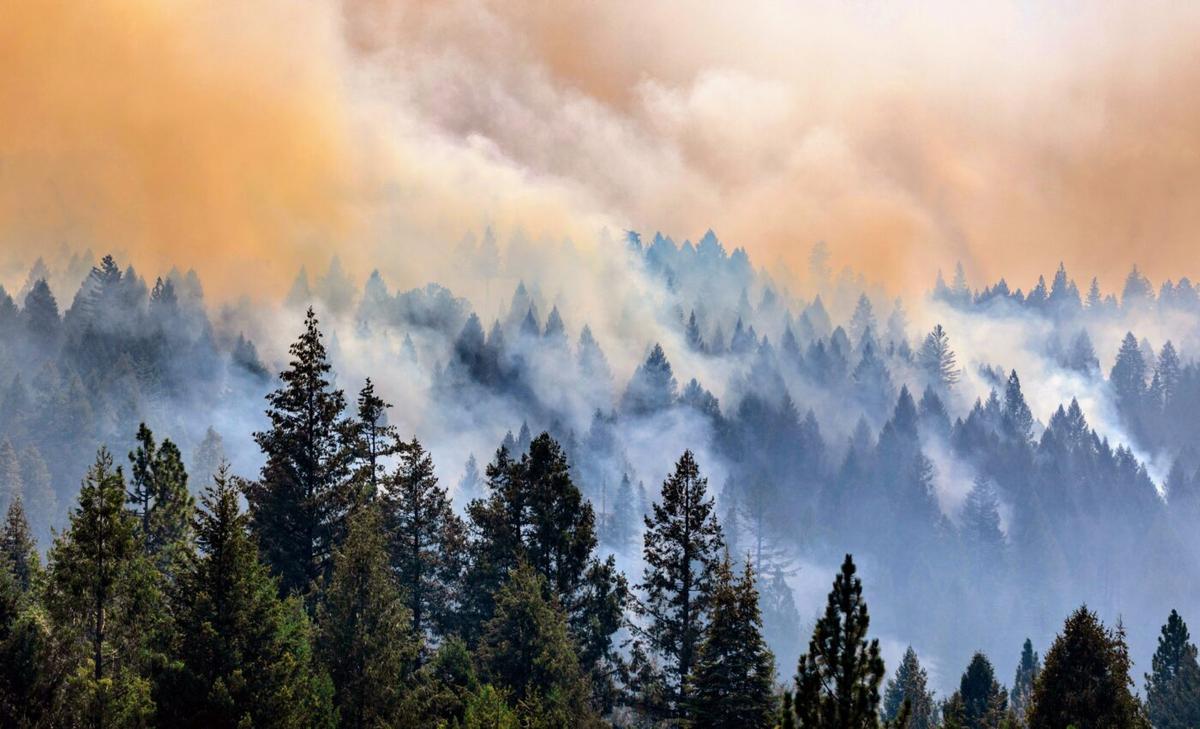 Severe wildfires could prove beneficial for mountain quail