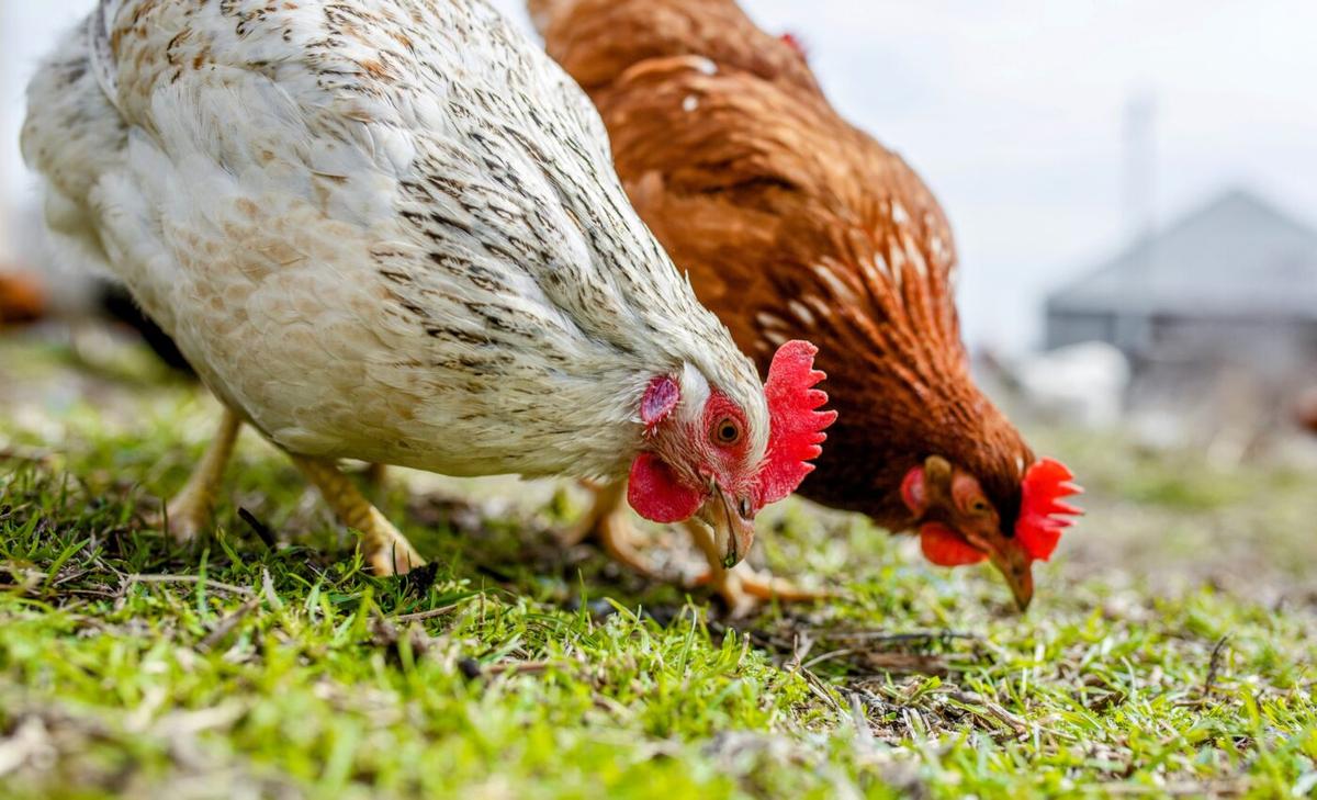 What can we learn from previous bird flu outbreaks?