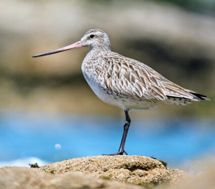 Bar-tailed-Godwit-.jpg