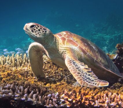 Sea-turtle-2.jpg