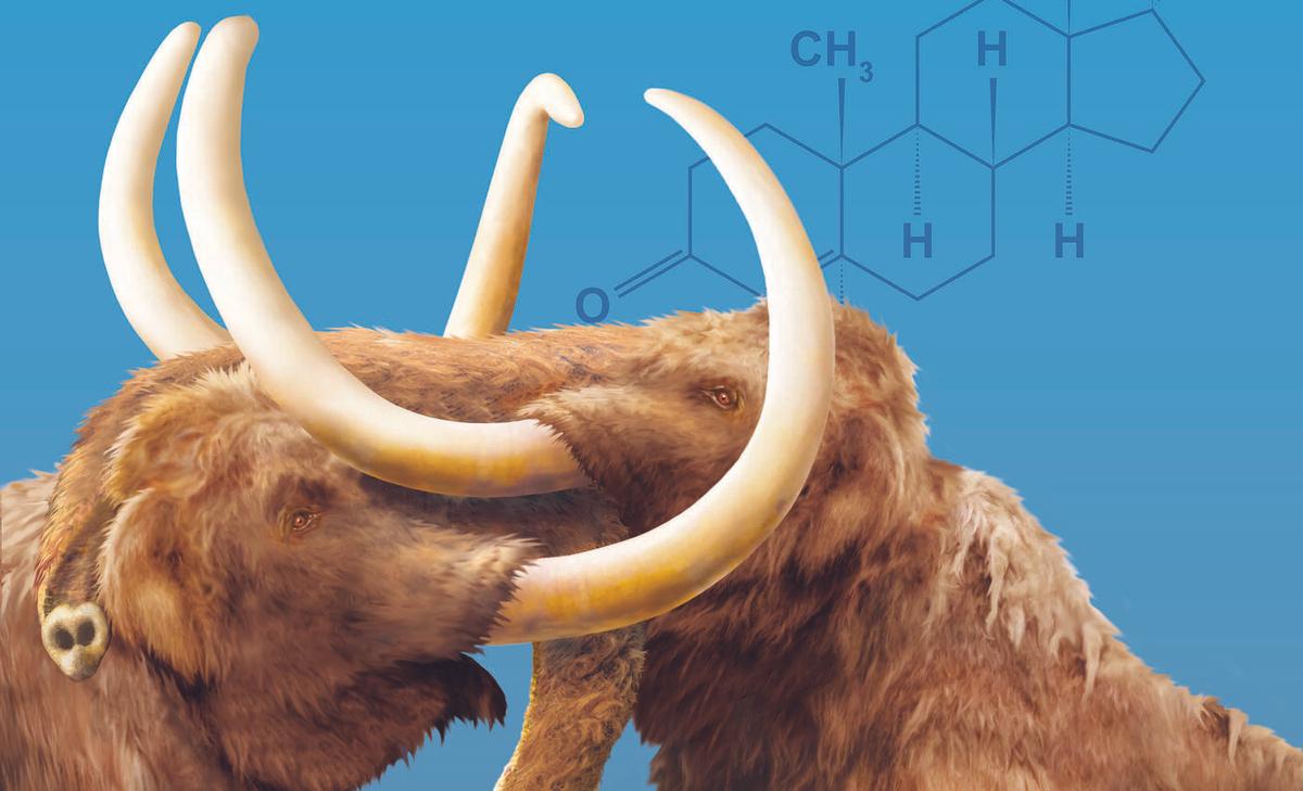 Woolly mammoths had testosterone-driven aggression during mating season