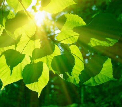 Photosynthesis.jpg