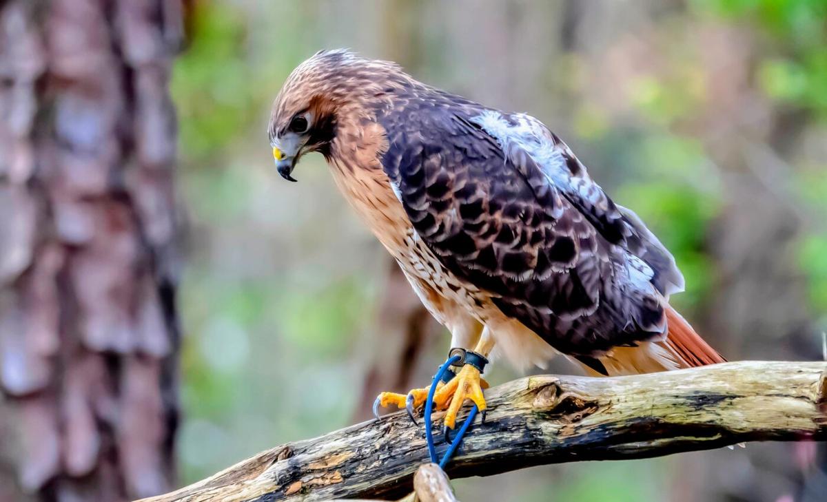 Oil and gas infrastructure harms breeding birds in Alaska