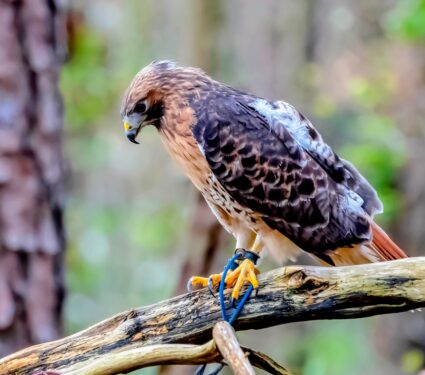 Breeding-birds.jpg