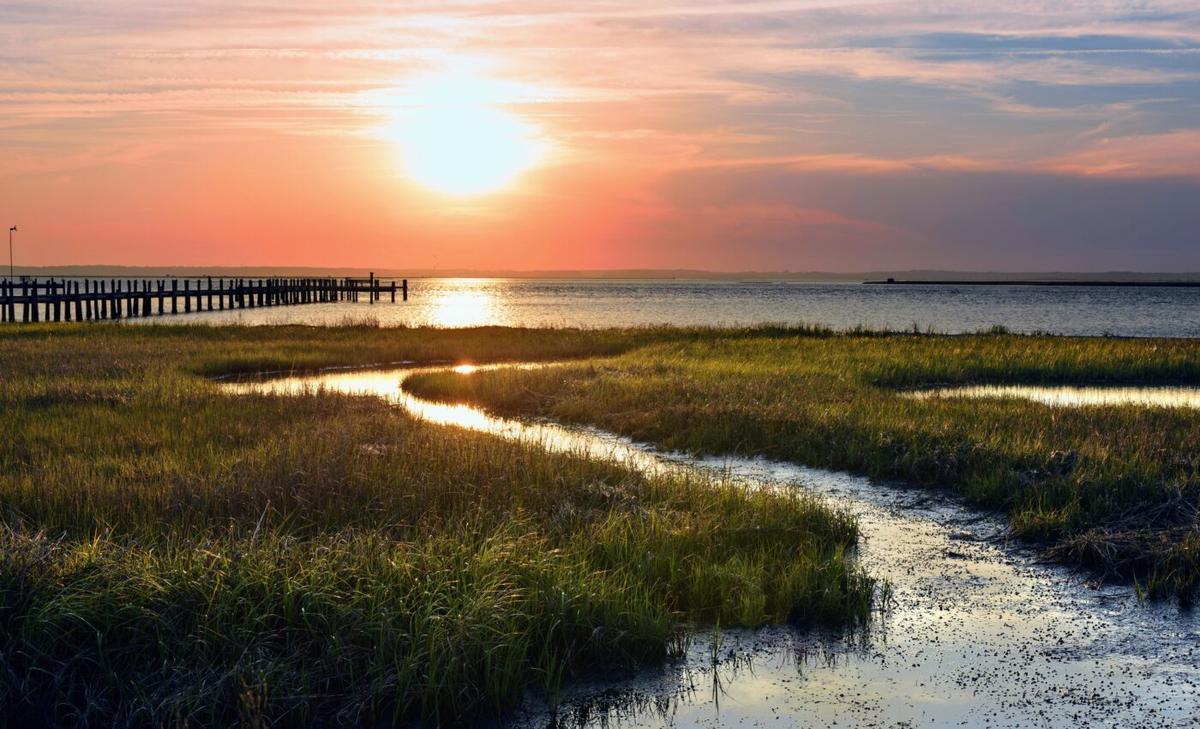 90 percent of Earth’s salt marshes will be underwater by the year 2100