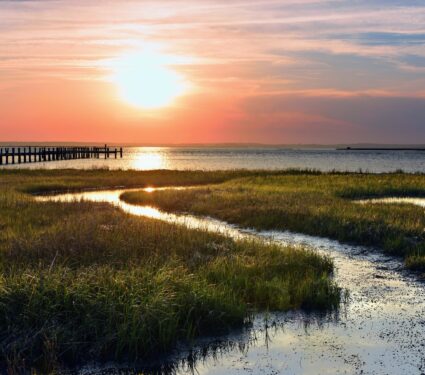 Salt-marsh.jpg
