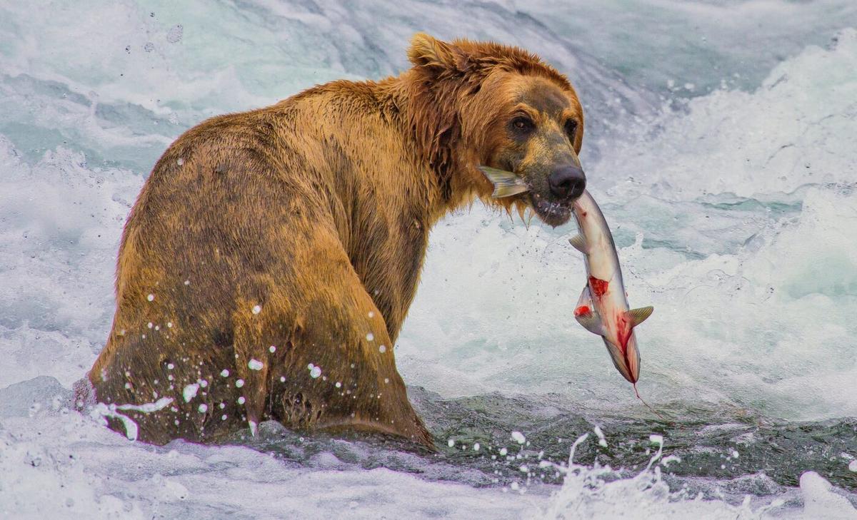 Climate change has unpredictable effects on salmon migration