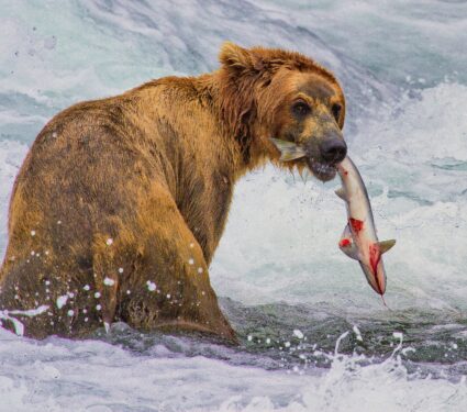 Salmon-migration.jpg
