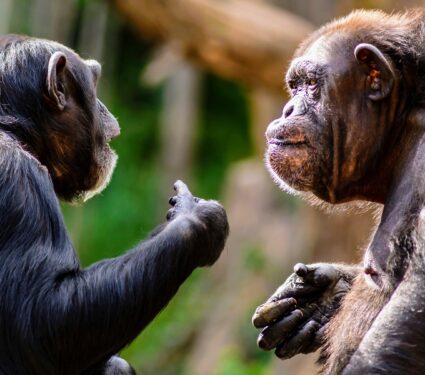 Chimpanzees-talking.jpg