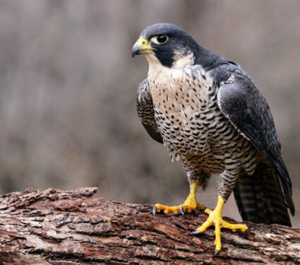 peregrine-falcon.jpg