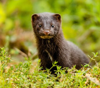 American-mink.jpg