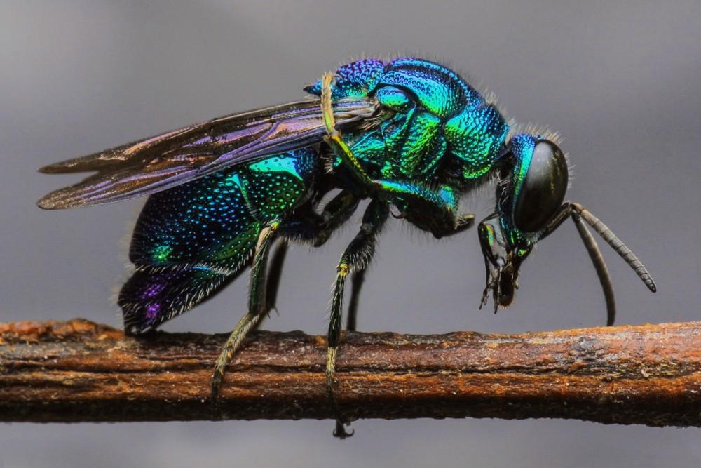 Why do so few insect species live in the ocean? Scientists think they know