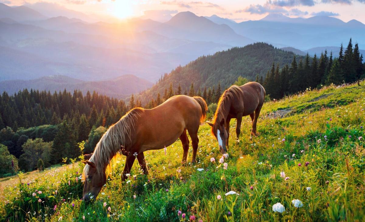 Experts propose a new strategy for managing wild horses