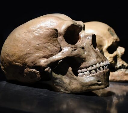 Neanderthal-skull.jpg