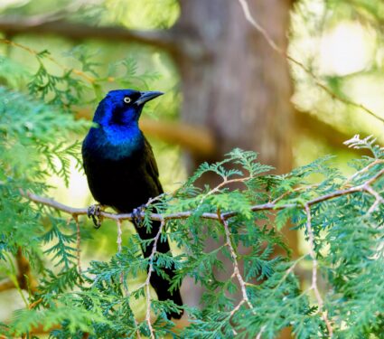 common-grackle.jpg