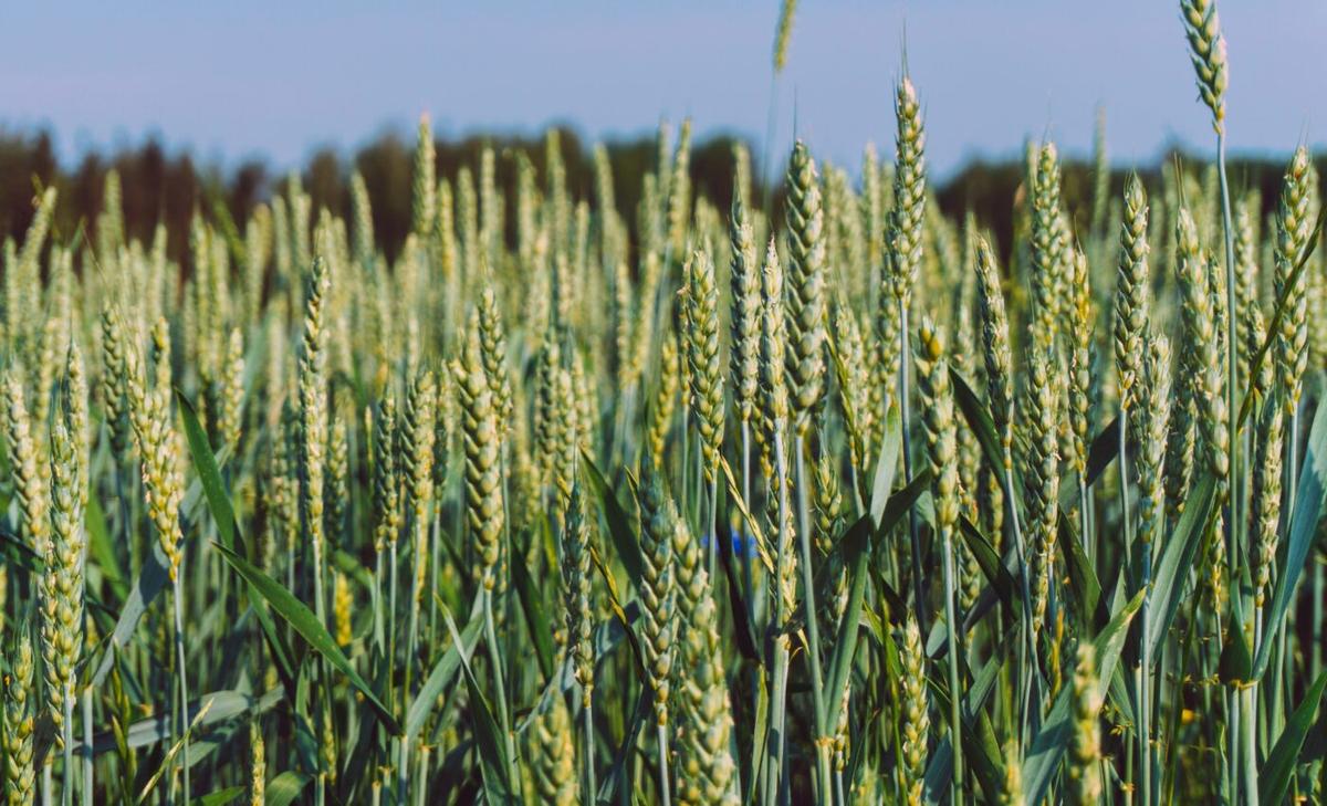Plant pollen may help clouds form, impacting climate change