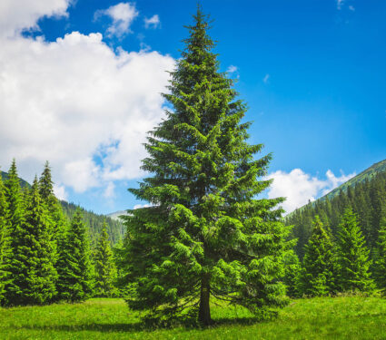 2023/05/pine-trees_1medium.jpg