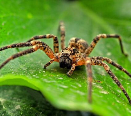 Wolf-spider-2.jpg