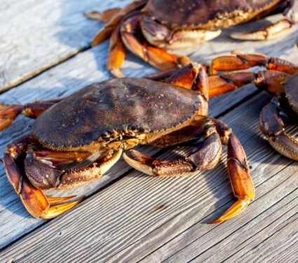 Dungeness-crab.jpg