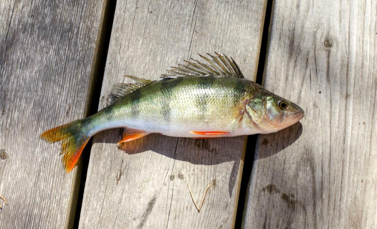 Warming waters have an unexpected impact on fish size