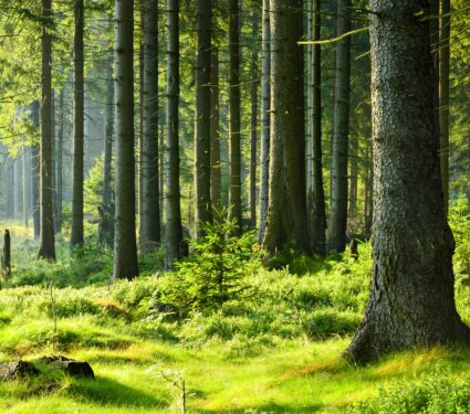 Tree-networks.jpg