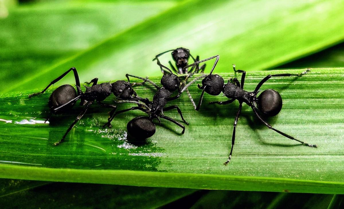 Entire colonies of Kangaroo Island ants do a perfect job of playing dead to avoid predators
