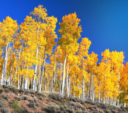 Pando,Aspen,Clone,In,Fall,Colors