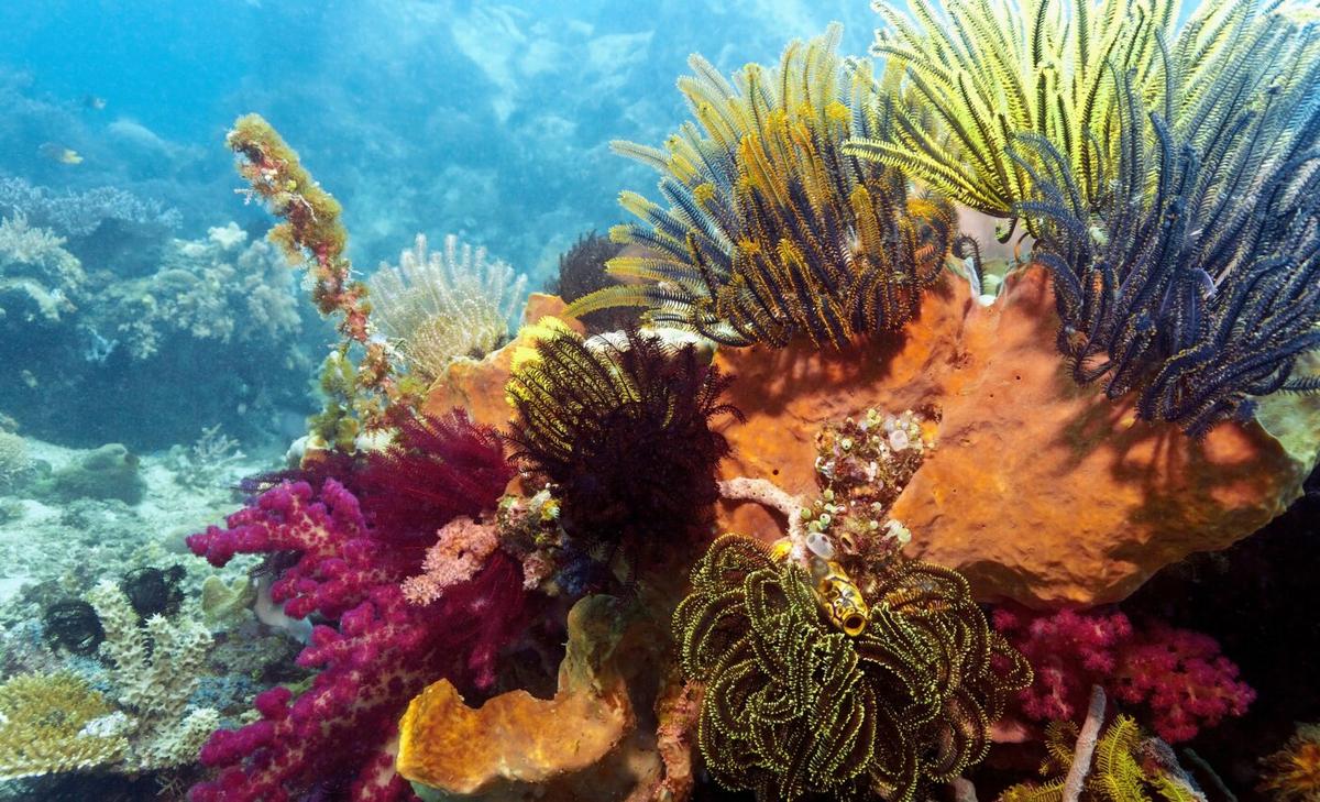 Why are some corals more resilient to climate change than others?