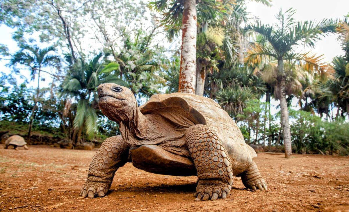 Nature seems to favor the biggest and the smallest forms of life