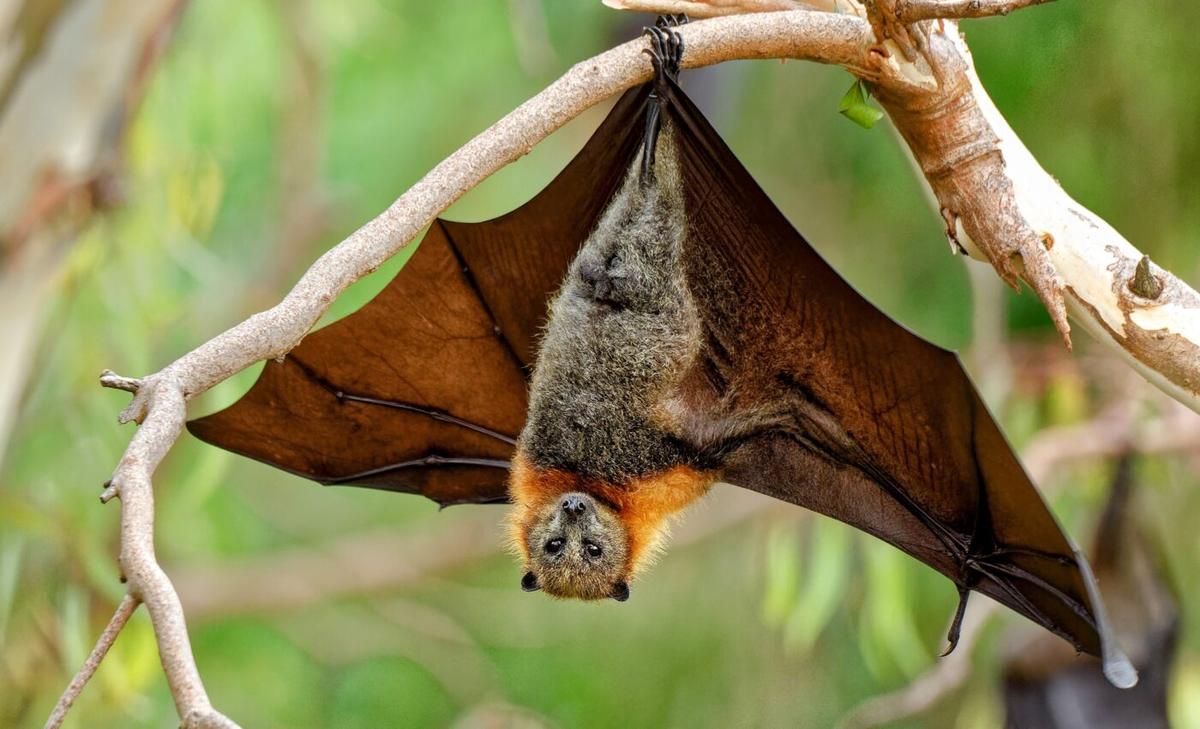 Scientists find a protein in bats that can slow aging and fight most diseases