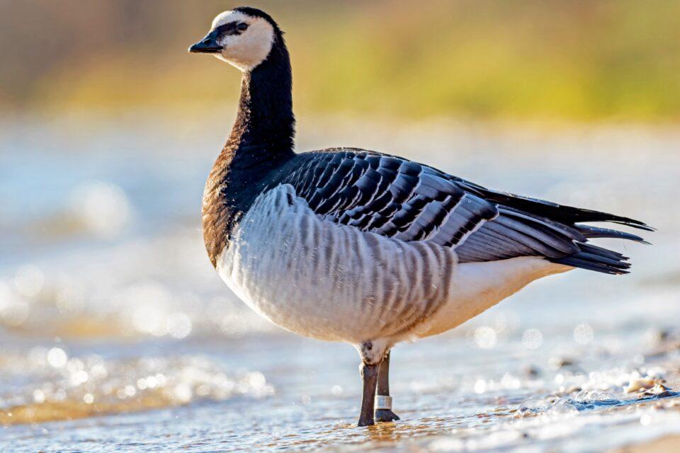 Avian influenza has evolved into a persistent global threat