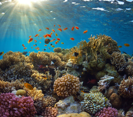 Beautiful,View,Of,Sea,Life