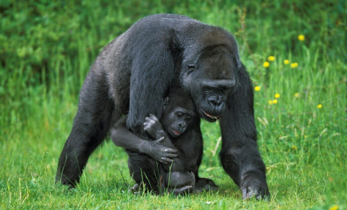 Does early life adversity in gorillas lead to hardship as adults?