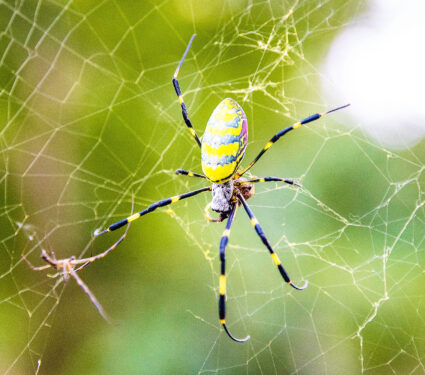 Beautiful,Japanese,Yellow,Joro,Spider,In,The,Net,Close,Up