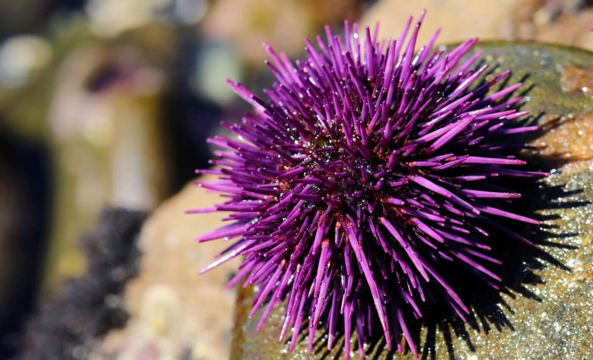 Experts identify the parasite causing mass mortality in sea urchins