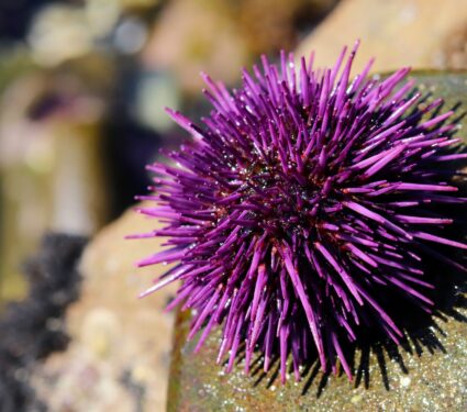 Urchin2.jpg