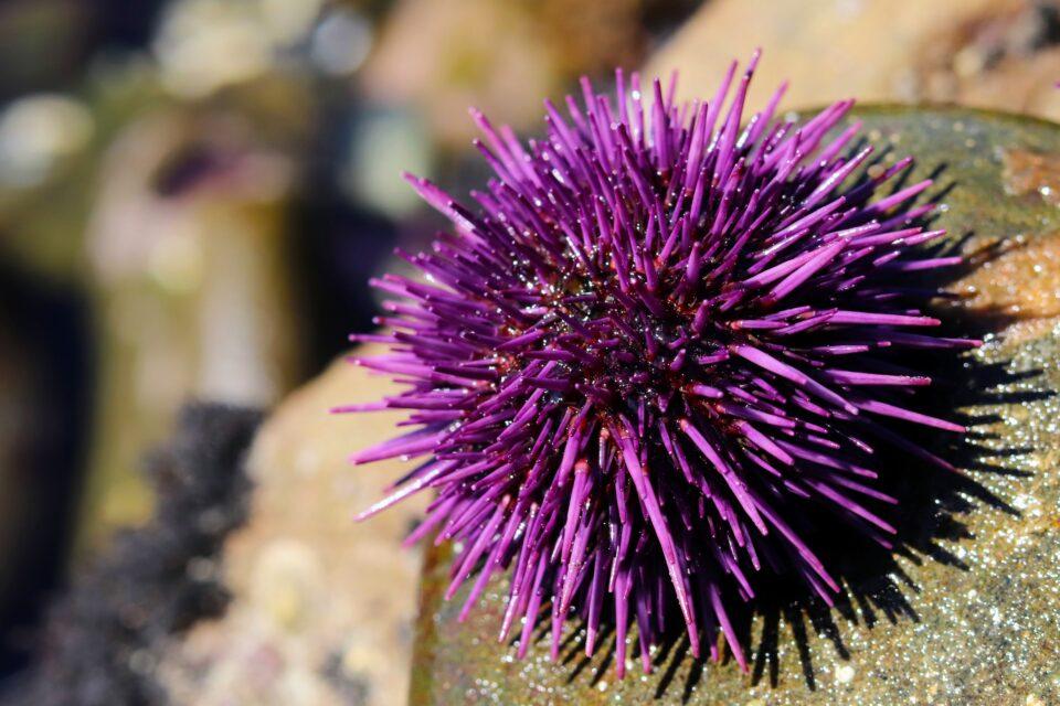 Experts identify the parasite causing mass mortality in sea urchins