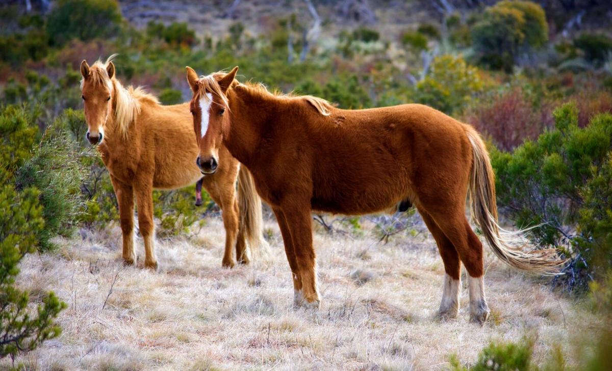 Scientists can now read the emotions and signs of well-being in wild animals