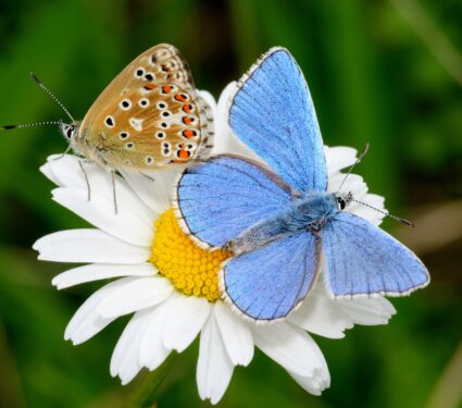 Grassland-butterflies.jpg