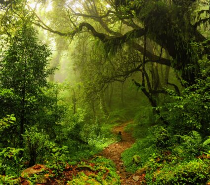Tropical-forests.jpg