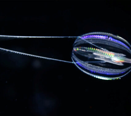 2023/05/Ctenophores_Credit-UCBerkeley_1big.jpg