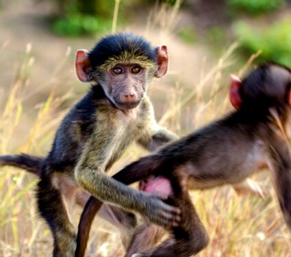Baby-baboons.jpg