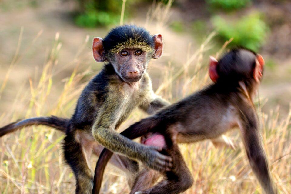 Childhood trauma can be overcome in adulthood, even in the animal kingdom