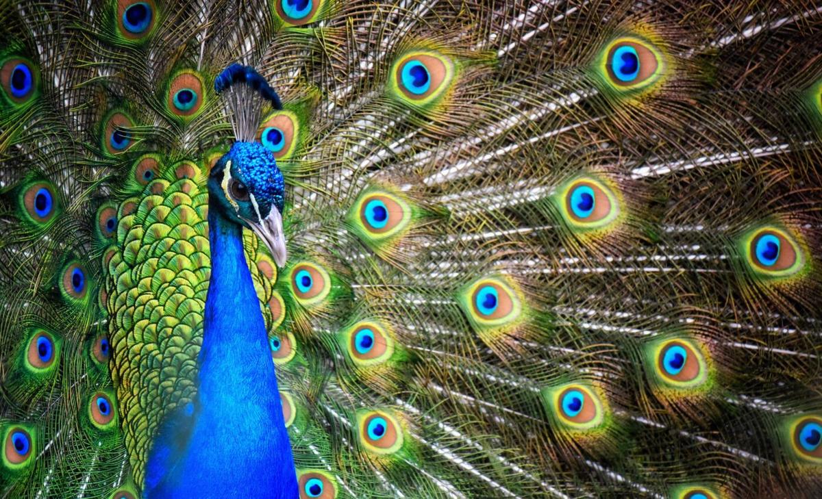 The expression of a single gene can turn scales into feathers